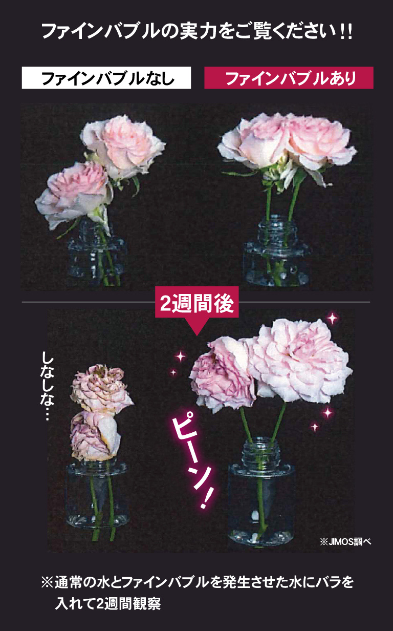 ファインバブルの実力をご覧ください！！※通常の水とファインバブルを発生させた水にバラを入れて2週間観察※JIMOS調べ